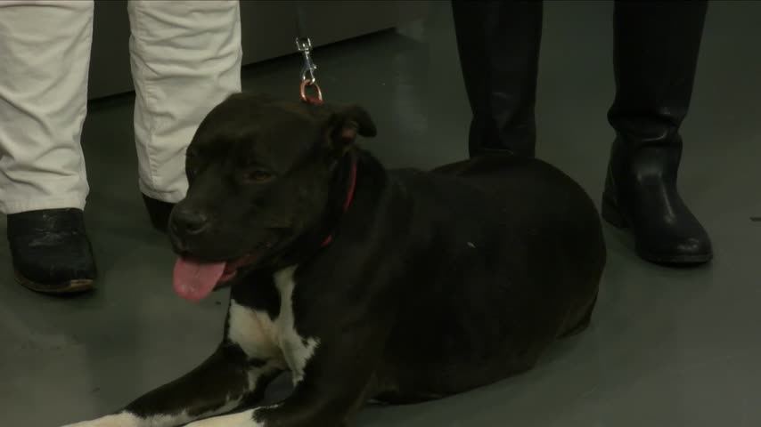 Pet Adoption for the holiday season_20151125150008