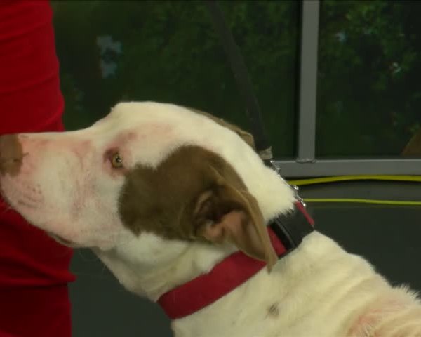 Pet Adoption Tuesday Dec-29_20151229133902