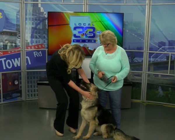 New year- new pet_20160105132913