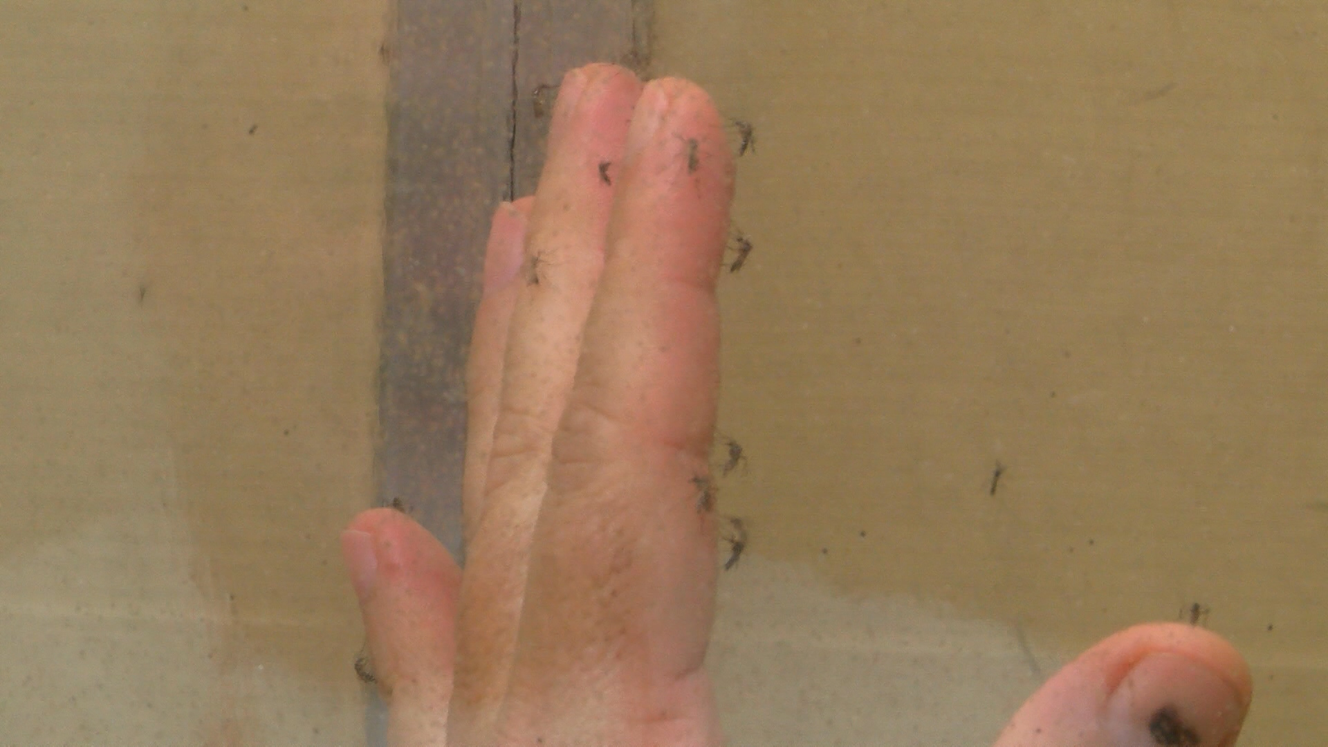 mosquito 1_1454026554327.jpg