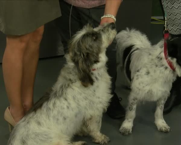 Pet Adoption feb-3_20160203132301