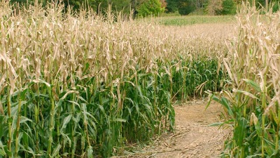Corn-field-jpg_20151110182327-159532