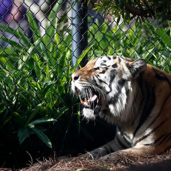 LSU-s tiger mascot diagnosed with cancer_54943127-159532
