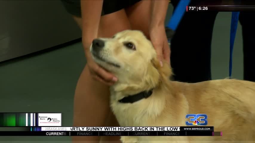 Adoption Tuesday meet Heart_20160712114107