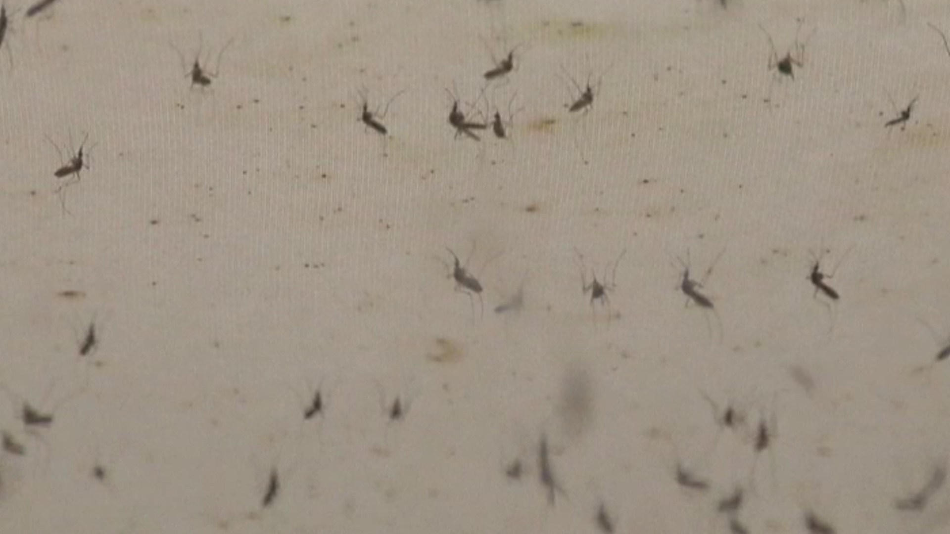 ZIKA 2_1468441600626.jpg