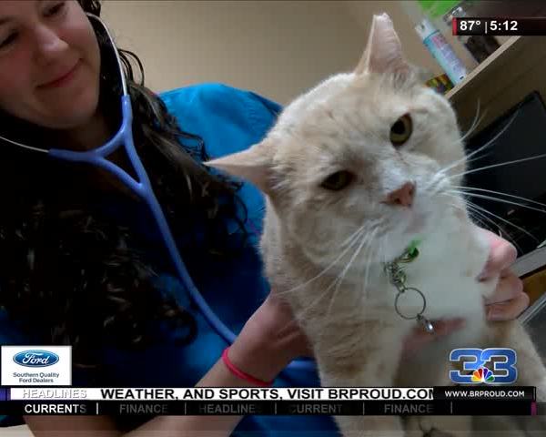 Could Your Cat be Putting You in Danger-_89692407-159532