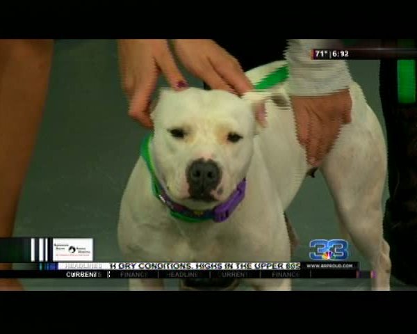 pet adoption meet Kayla