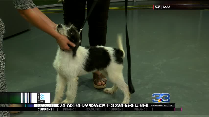 Pet Adoption: Meet Gavin