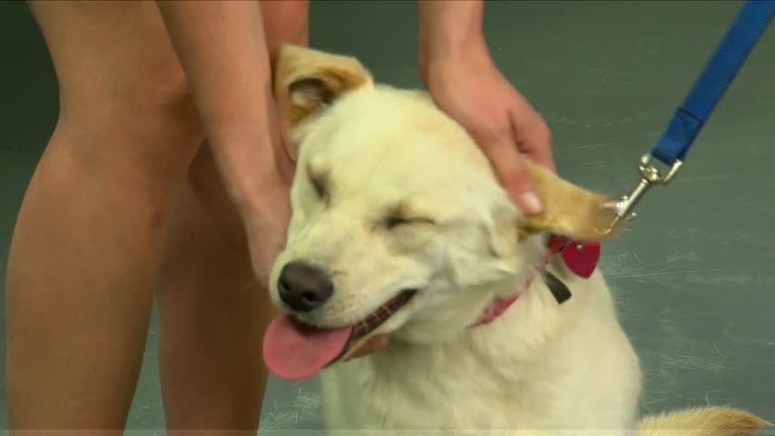 Pet Adoption: Meet Sue