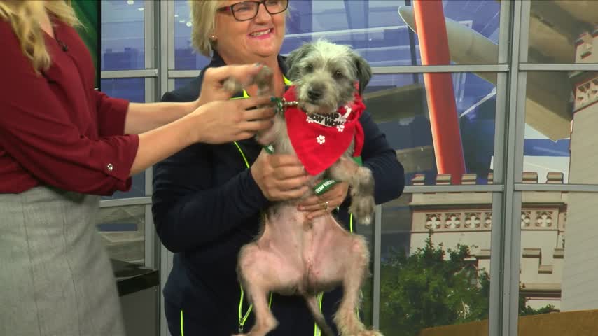 Pet Adoption: Meet Petey