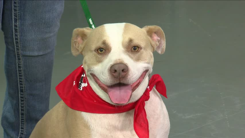 Pet Adoption: Meet Hyatai