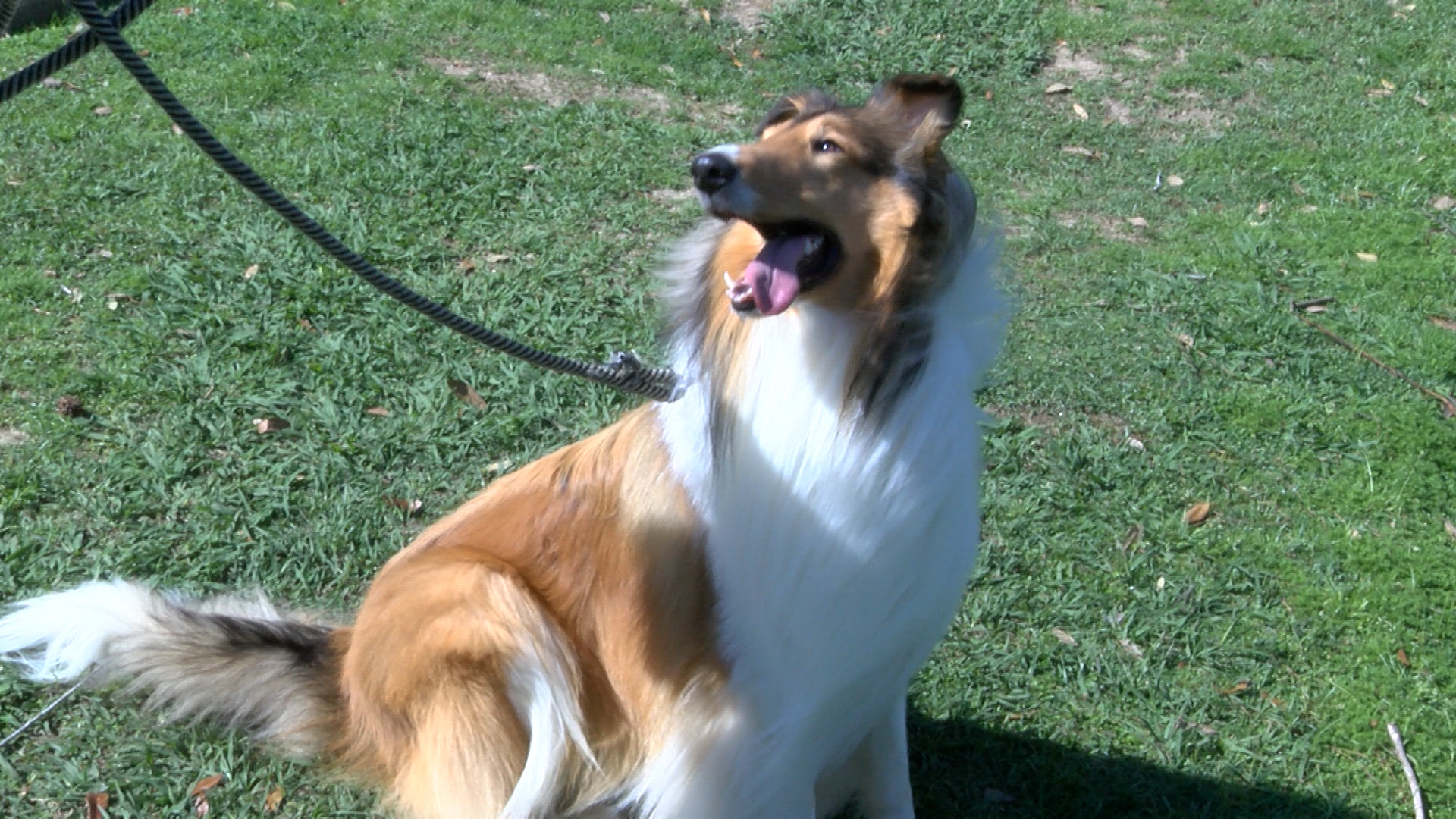 fleas and ticks 4_1488497397013.jpg