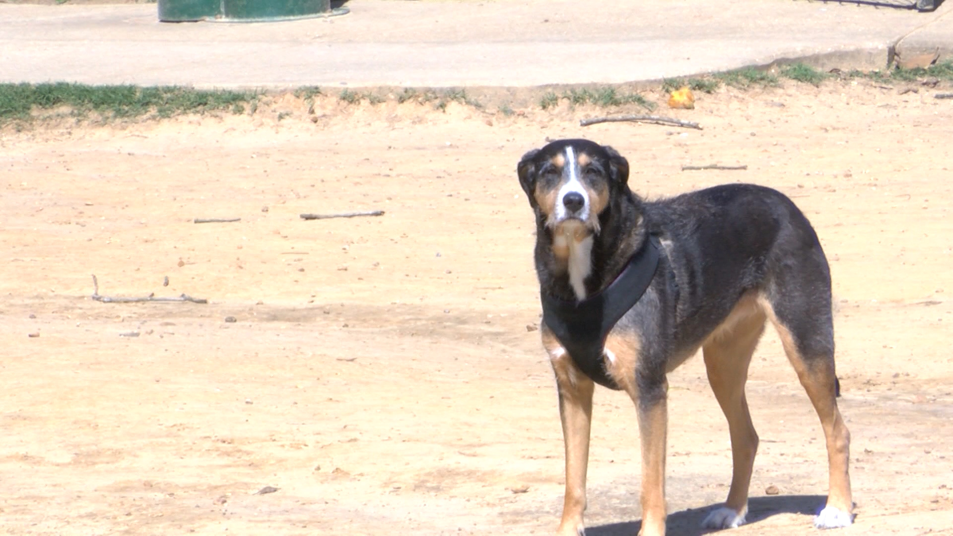 DOG FLU_1497038158842.jpg