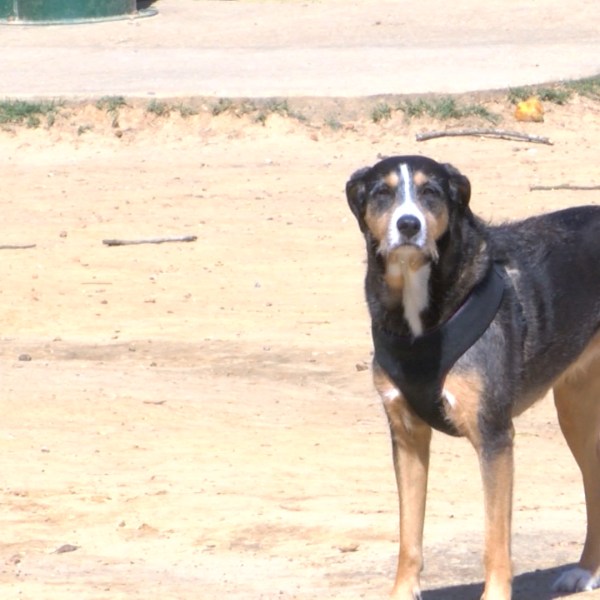 DOG FLU_1497038158842.jpg