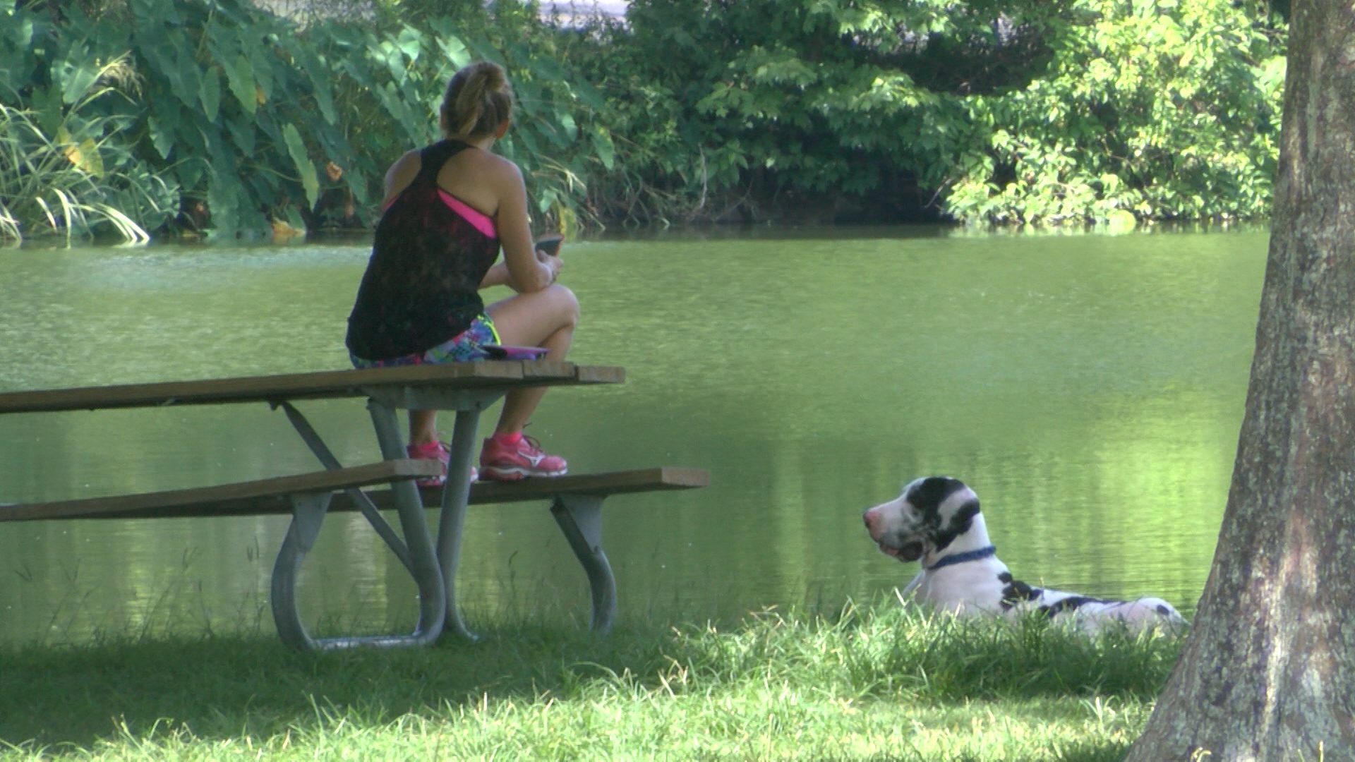 PETS AND HEAT_1499976255727.jpg