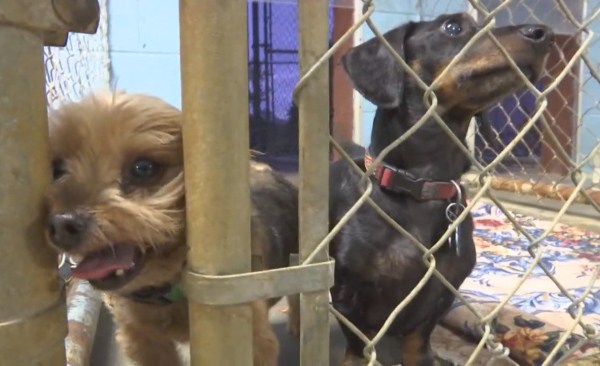 pets rescued from hurricane WATE