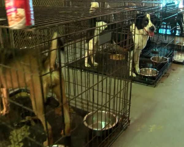 CARA's House Will Remain Open Thanks To More Funding