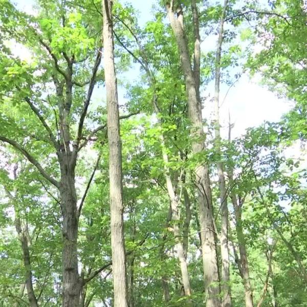 Hidden_History__Slave_cemetery_in_Maryla_0_20190114184027