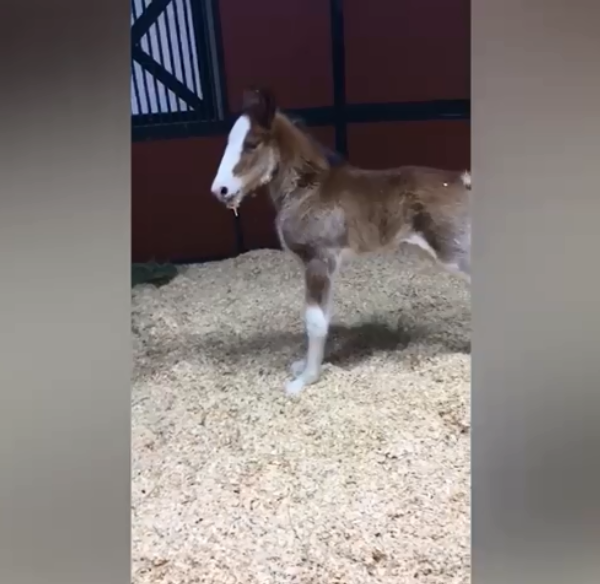 Carly the clydsdale_1552656958281.png-842137442.jpg