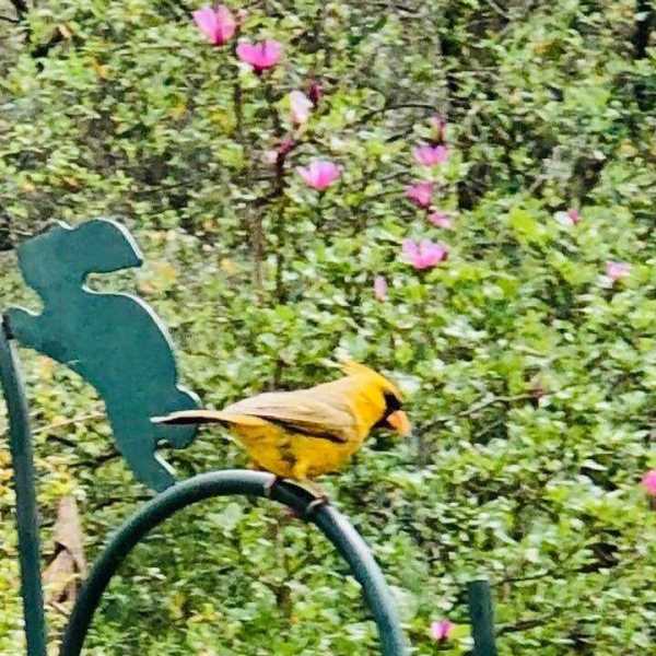 cardinal 4_1553010660276.jpg-842137442-842137442.jpg