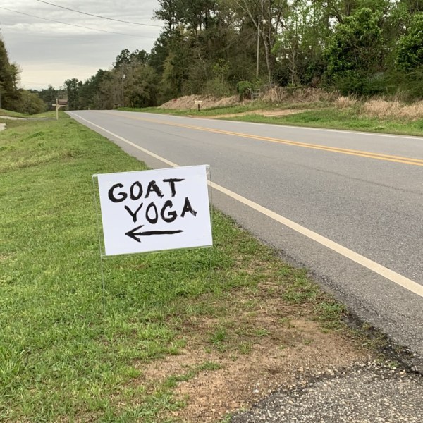 goat yoga pic_1552778941760.jpg-842137442.jpg