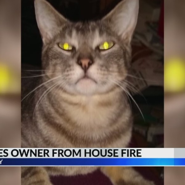 Cat_saves_owner_9_20190424230451-842162548