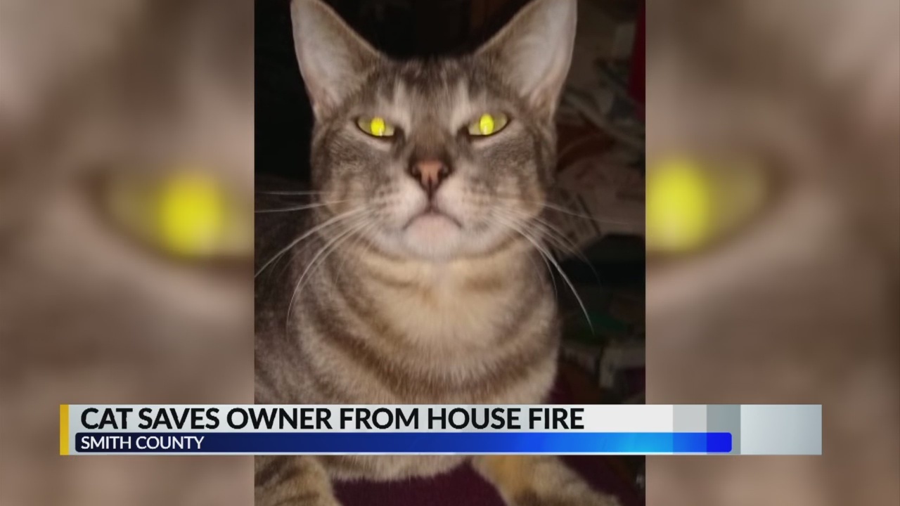 Cat_saves_owner_9_20190424230451-842162548