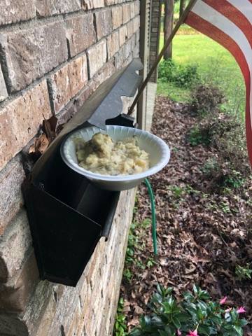mashed potatoes found on someone's mailbox-842162548