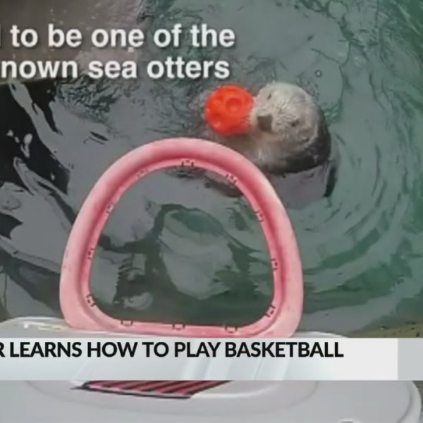 sea otter dunks_1556628346161.jpg-846624080.jpg