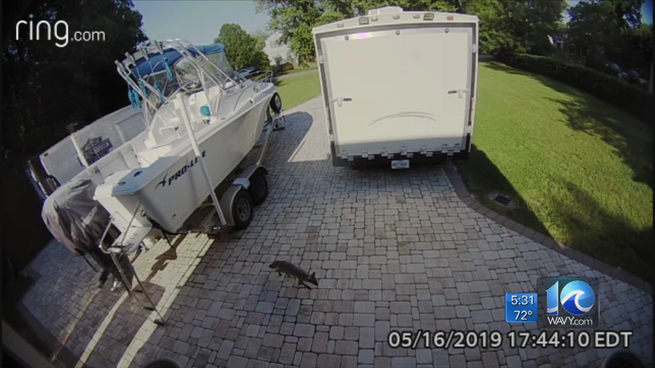 Coyote_or_fox_like_animal_attacks_York_C_0_20190521221356-873703993