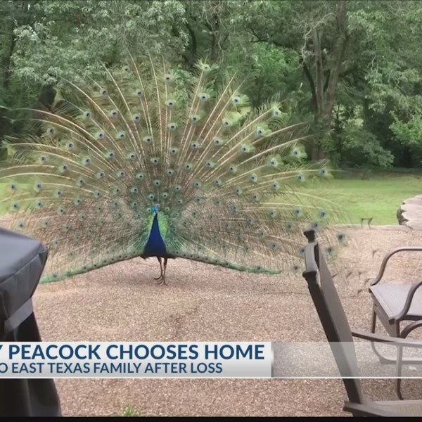 Friendly_Peacock_chooses_East_Texas_fami_0_20190514231918-3156084