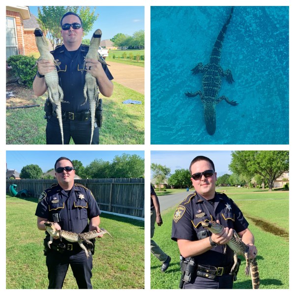 Gator collage 5-4-19_1556996827508.jpg-22991016.jpg