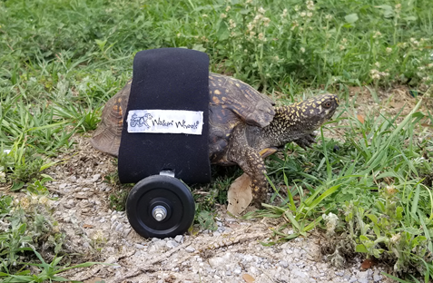 INJURED TURTLE_1557855719257.png-842137442.jpg