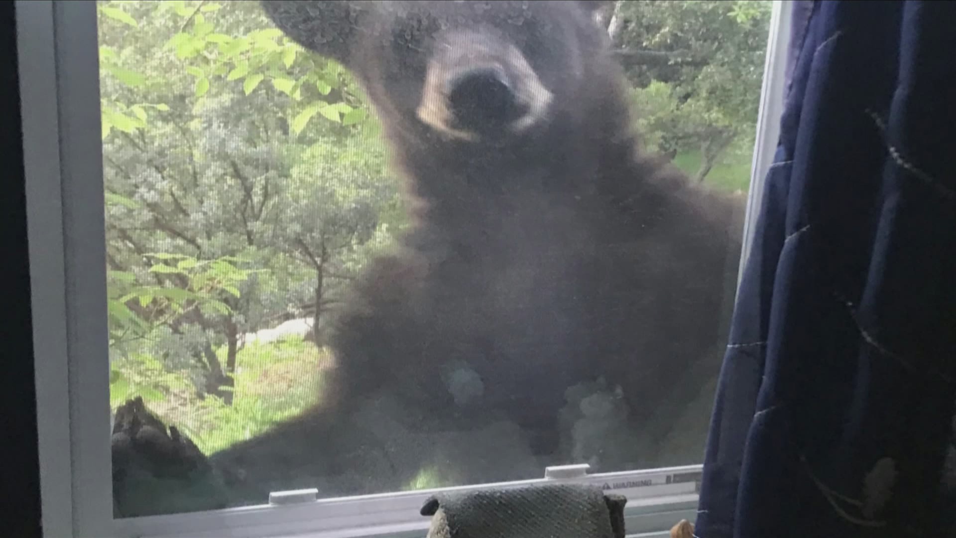 North_Fork_bear_poses_for_close_up_0_20190504051910