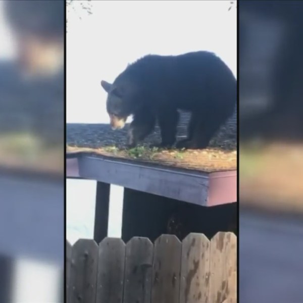 Oakhurst_Family_has_very_close_encounter_0_20190530005447-60044164