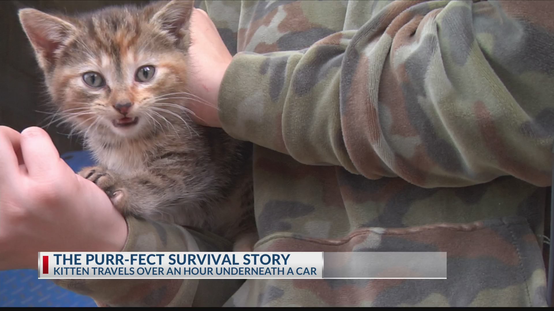 THE_PURR_FECT_SURVIVAL_STORY_0_20190502034103-3156084