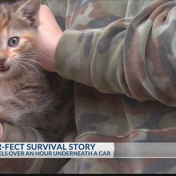 THE_PURR_FECT_SURVIVAL_STORY_0_20190502034103-3156084