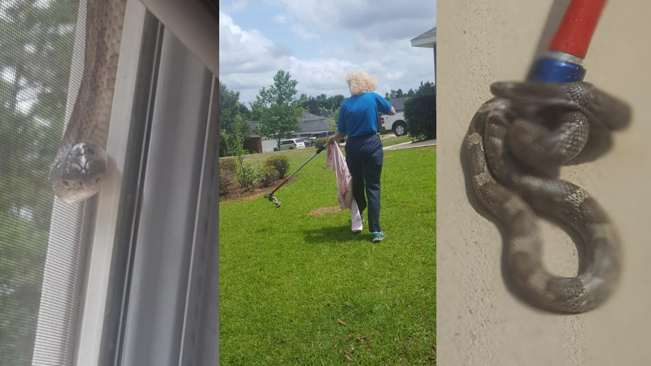 daphne snakes (1)_1557431998767.jpg-842137442-842137442.jpg