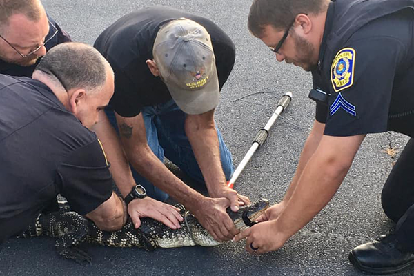 pooler gator 2_1558541141888.png-846655203.jpg