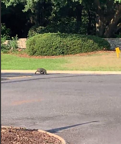 Gator in Daphne_1559735056835.JPG-842137442.jpg