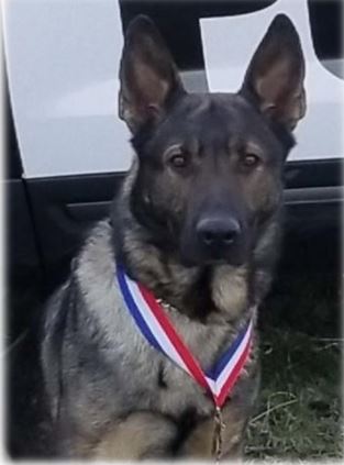 K9 Abram_1560289828739.JPG-54710709.jpg