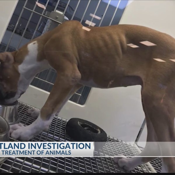 PETLAND_INVESTIGATION__Local_veterinaria_0_20190611031833-3156084