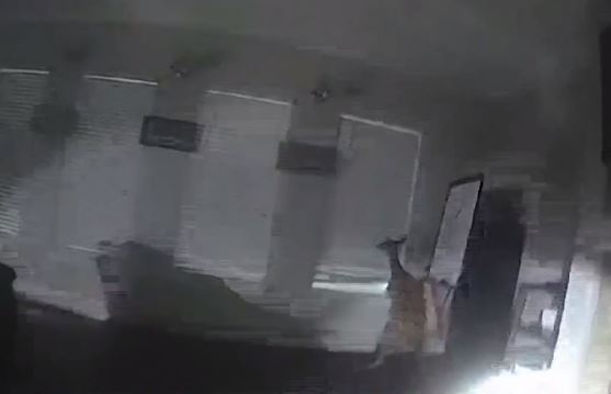 deer in house_1559922190823.JPG-118809306.jpg