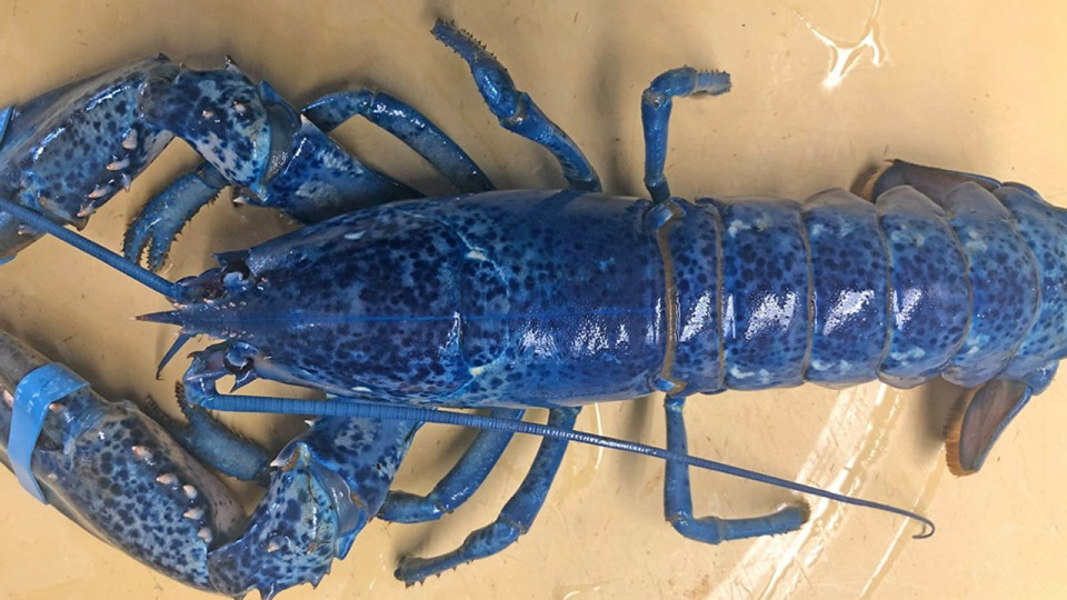 lobster_1560477492545-873703987.jpg