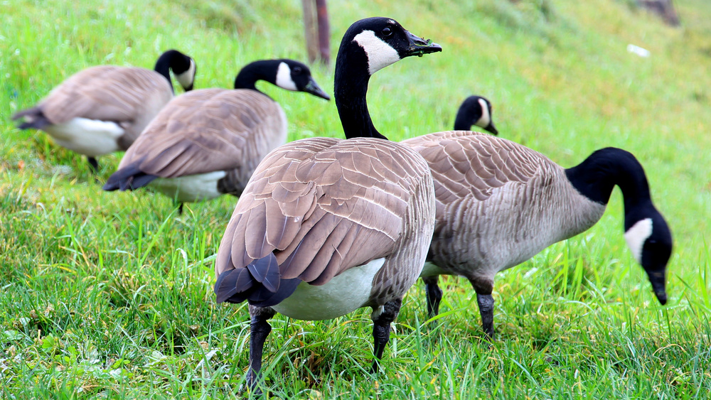 shutterstock_179958173 (1)_1561429120252.jpg-842137438.jpg