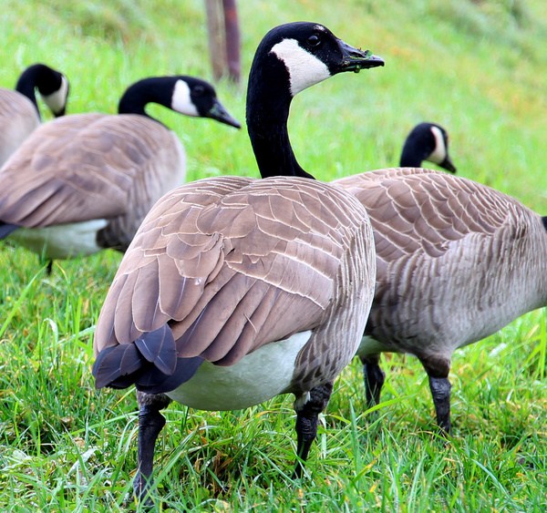 shutterstock_179958173 (1)_1561429120252.jpg-842137438.jpg